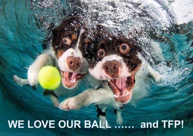 I love TFP - Underwater Dogs.jpg