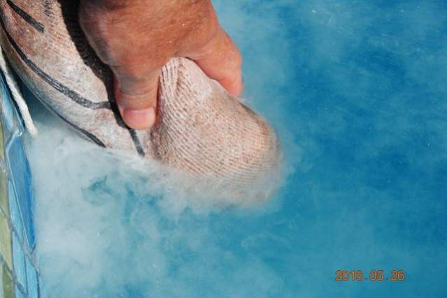 Stabilizer CYA Swimming pool add using sock 3 sm.jpg | Trouble Free Pool